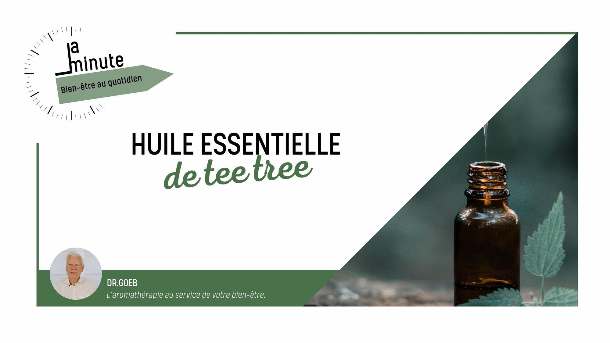 Tea Tree : Utilisations et bienfaits pour le confort quotidien