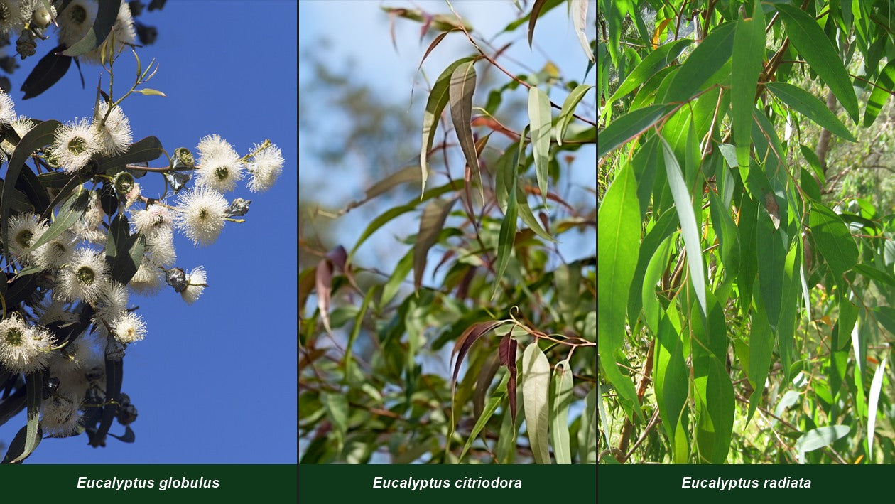 Trois variétés d'eucalyptus : globulus, citriodora et radiata