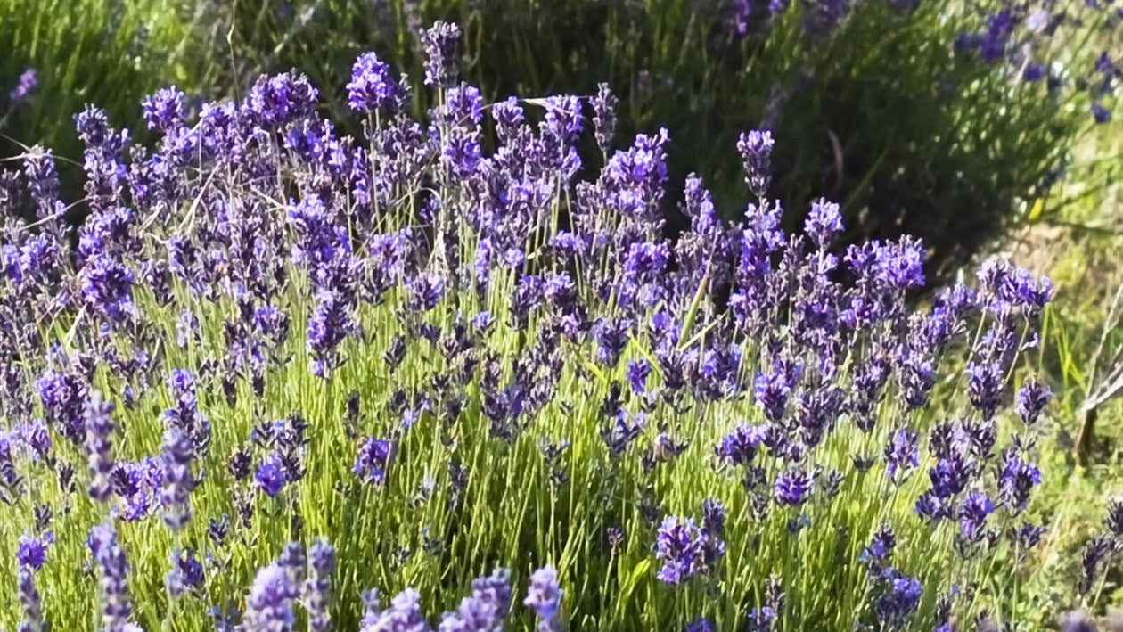 Champ de lavande officinale en fleurs