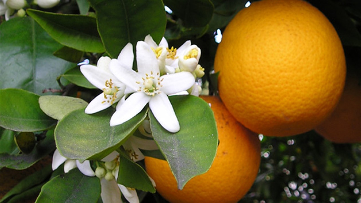Fleurs de bigaradier et oranges amères — source du Néroli