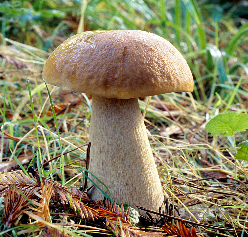Mycostim Boletus