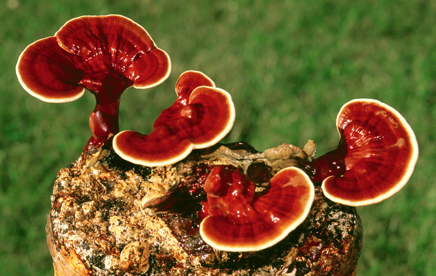 Mycostim Reishi