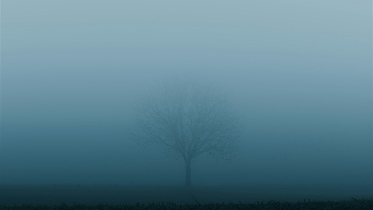 Baum im Nebel, das Unsichtbare enthüllt