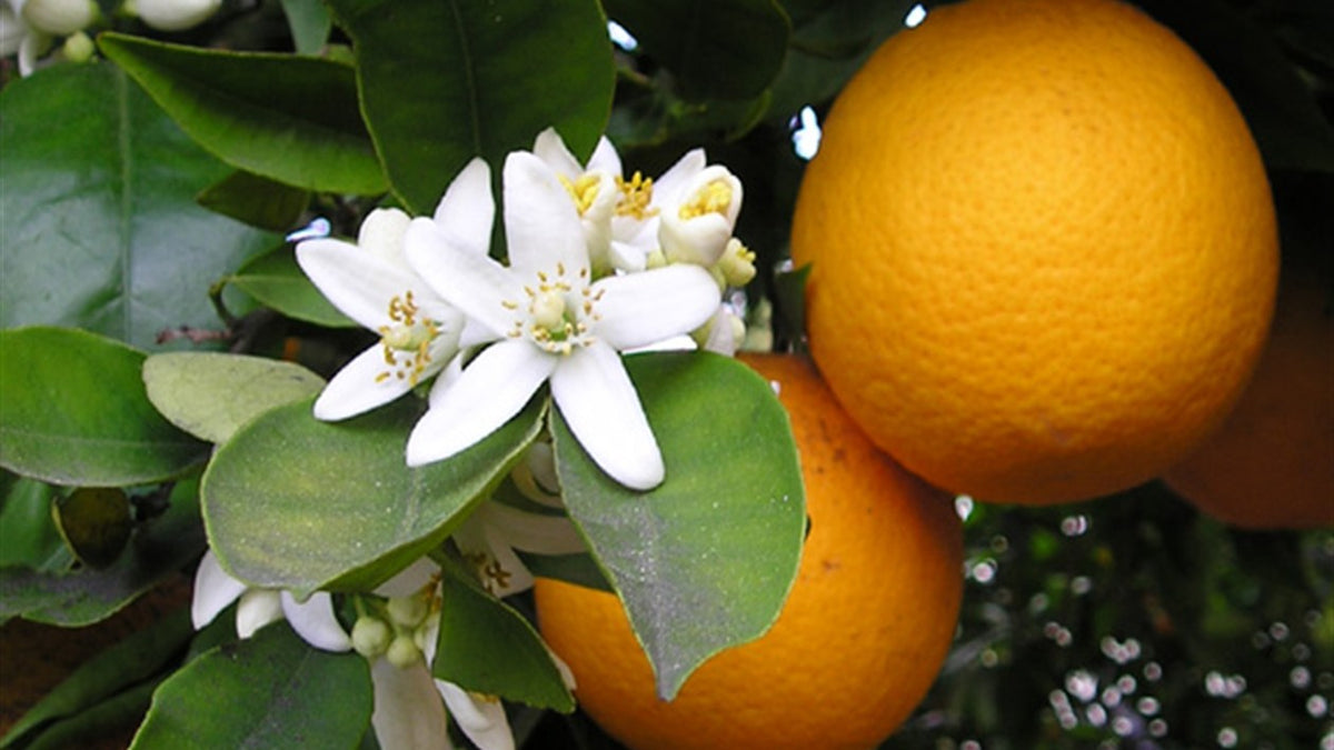 Fleurs de bigaradier et oranges amères — source du Néroli