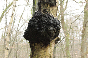 Mycostim Chaga