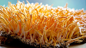 Mycostim Cordyceps